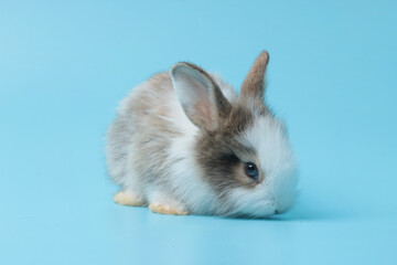 Adorable fluffy rabbit on blue background, portrait of cute bunny pet animal