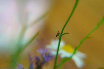 Gros plan d'un insecte isolé sur une fleur ou une feuille