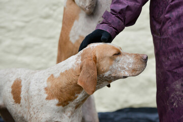 Close up shot of a hunting hound standing enjoying being stroked  by a hunt supporter as they wait for Fox hunting to commence in the English countryside.