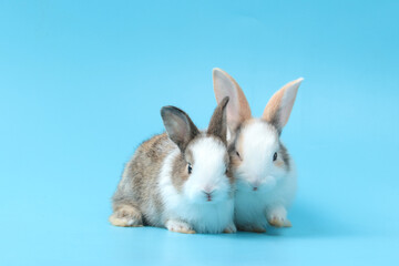 Two adorable fluffy rabbit on blue background, portrait of cute bunny pet animal