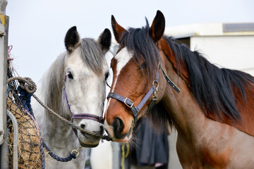 Friendship-two horses one white and one brown stand nose to nose together enjoying each others company.
