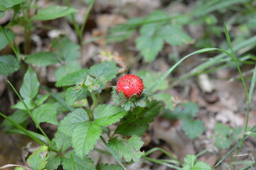 Indische Scheinerdbeere , Scheinerdbeer-Fingerkraut, Potentilla indica