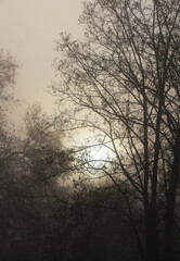 hazy winter sunrise in the woods