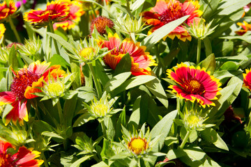 Close up shot of pretty orange and yellow flowers with flowers and buds .