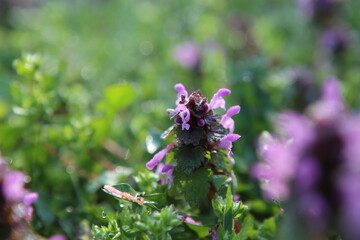 morning flowest meadow dew