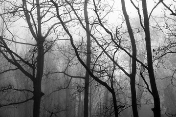 Obraz premium hazy winter sunrise in the woods