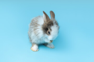 Two adorable fluffy rabbit standing on hind legs on blue background, portrait of cute bunny pet animal