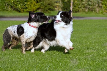 Two dogs play together out doors, a collie and a spaniel .