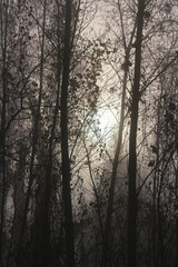 Fototapeta na wymiar hazy winter sunrise in the woods
