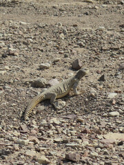 varan iguana in hot desert