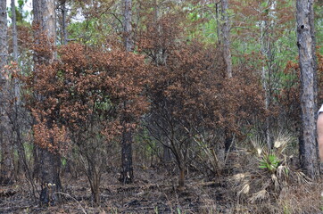 burned trees
