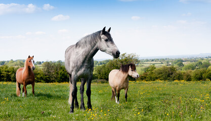 Celebrating their differences three very different  horses stand together looking towards the camera in the English countryside.