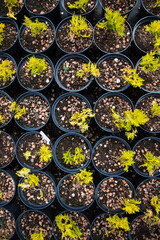 Saplings coniferous trees in pots in plant nursery