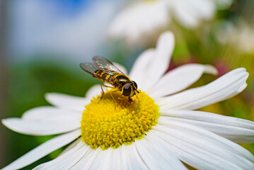 Gros plan d'un insecte entrain de butiner du pollen sur une marguerite au soleil