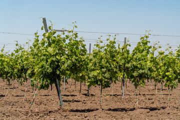 Fototapeta na wymiar Young plantation of a well-groomed vineyard at the beginning of flowering. Rows of young vineyards on a Sunny spring day. Modern concept of wine-making, agriculture.