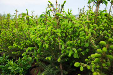 Saplings coniferous trees in pots in plant nursery