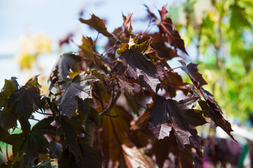 Rows of young maple trees in plastic pots on plant nursery
