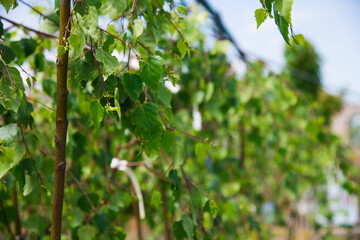 Rows of young birch trees in plastic pots on plant nursery