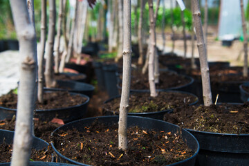 Rows of young maple trees in plastic pots on plant nursery