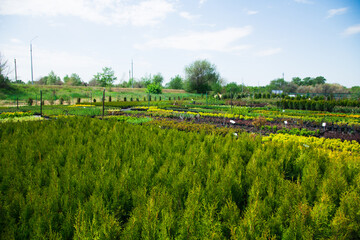 Naklejka premium Saplings coniferous trees in pots in plant nursery