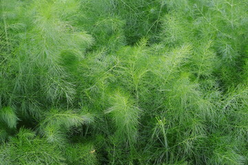 Fenchel, Heilpflanze, Kräuter, Garten