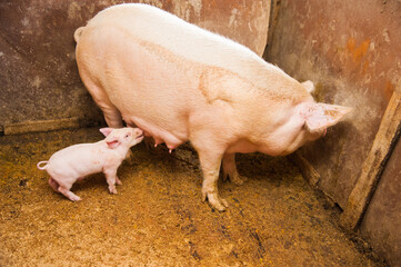 Domestic pigs on a farm