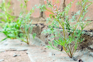 plant grows from concrete at home. the concept of freedom, life and willpower