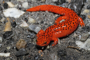 A Red Salamander (Pseudotriton ruber) seen on a rainy night in North Carolina.