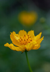 A yellow cosmos flower in bloom