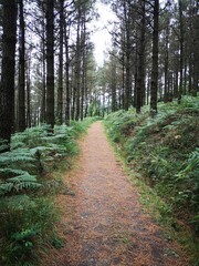 path in the woods