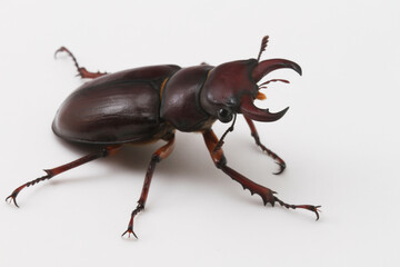 The Reddish-Brown Stage Beetle (Lucanus capreolus) is found in eastern North America. Males, like the one pictured here, have large mandibles that they use in battles with other males. 