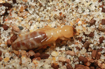 Dampwood Termites (Zootermopsis) in the sand under a log near the beach in Monterey County, California.