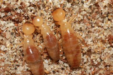 Dampwood Termites (Zootermopsis) in the sand under a log near the beach in Monterey County, California.