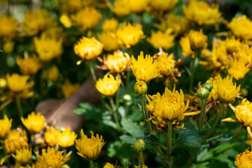 Macro closeup of yellow Chrysanthemums before they blossom with blurry background.
