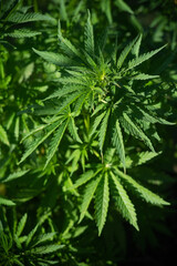 Plant of cannabis, illuminated by sunlight. Hemp plants on a natural background.