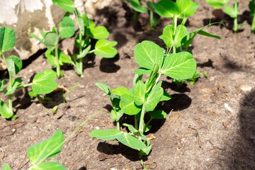 Close fresh green pea on plant growing on the organic farm. Food concept.