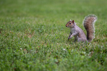 Naklejka na ściany i meble Macro closeup of wild squirrel on green grass blurry background.