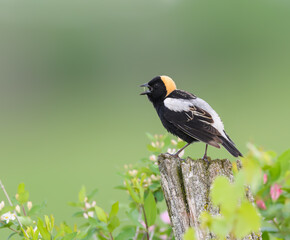 Bobolink on Fence Post  on Green Background