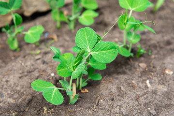 agricultural field on which grows a small green pea sprout. Spring