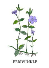 Periwinkle flower. Botanical illustration of periwinkles. Medicinal plants. Alternative medicine. Blue flower on a white background. Vector illustration.