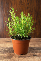 Rosemary herb in pot on the kitchen.