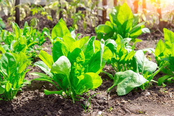Spinach growing in garden. Fresh natural leaves of spinach growing Bio spanach.
