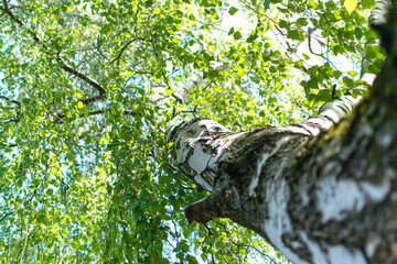 Trees in the forest, view from below, birch trees with thin trunks and green foliage, tree tops...