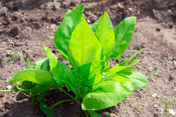 Organic gardening, spinach in a vegetable garden, growing organic plants