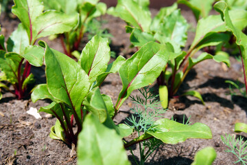 Fototapeta premium Fresh organic leafy green vegetable common in Mediterranean cuisine, Italian, ready for harvest.