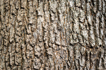 Rustic tree bark texture. Old stem of an old tree.Dark brown old texture background.Wooden bark...