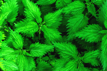 Macro Photo of a plant nettle. Nettle with fluffy green leaves. Background Plant nettle grows in the ground.