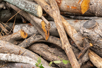 Cut tree logs in Bangkok