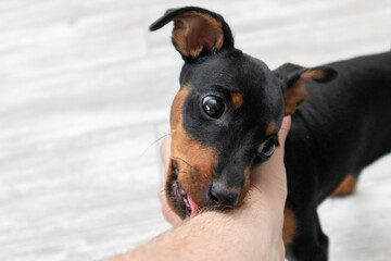 Miniature pinscher puppy dog bites a hand