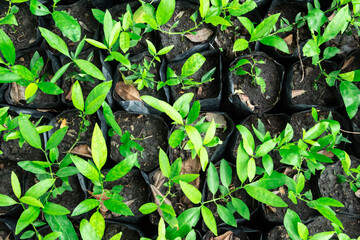 top view of small trees in a black bag